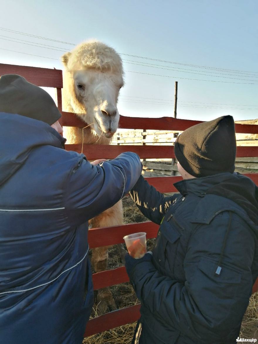 Рождественский подарок: воины-афганцы и десантники Солигорска организовали для воспитанников коррекционного центра поездку в контактный зоопарк.