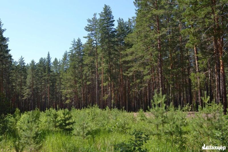 В Солигорском районе введено ограничение на посещение лесов