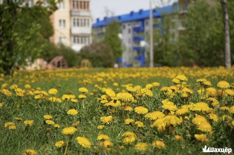 В городе нашествие одуванчиков